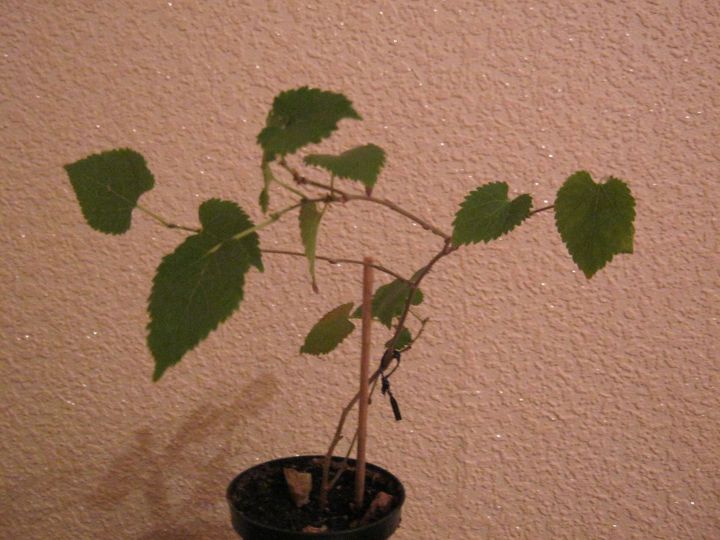   Mulberry Issai, Morus alba