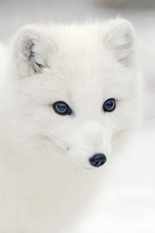  (1201145-480.jpg, 10424 , : 1115 )