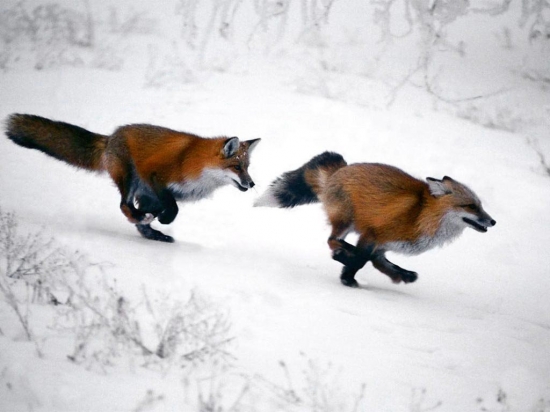   (kartinki24_ru_animals_fox_0014.j, 128621 , : 570 )