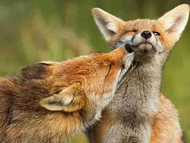  (Love-Foxes-1440x1920.jpg, 80486 , : 604 )