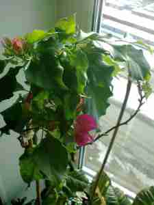   (14780-1395597253-d0e73c1be504182, 40946 , : 617 )