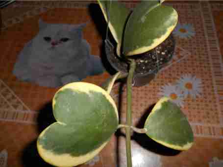   (13590251.DSCN0791.JPG, 24130 , : 623 )