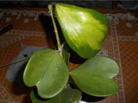   (13590245.DSCN0789.JPG, 23755 , : 625 )