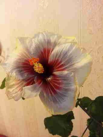   (54e73d4e6eb21_img20150220165018., 244875 , : 675 )