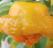  ( Mushroom Yellow., 887952 , : 1052 )