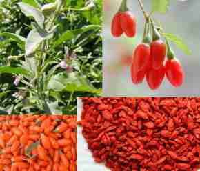   (92479875_3925073_gojiberries.jpg, 115127 , : 433 )