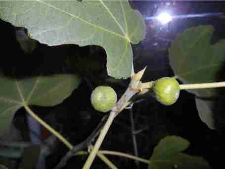   (540ae1af21c02_dscn1156.JPG, 20428 , : 485 )