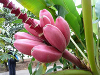   (musa velutina5.jpg, 39753 , : 627 )