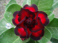   (adenium 04.jpg, 30650 , : 513 )