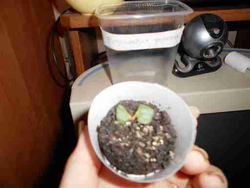   (DSCN0637.JPG, 222712 , : 552 )
