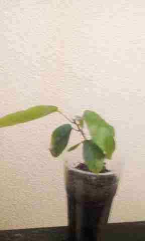   (IMG_20151110_091721.jpg, 80446 , : 585 )