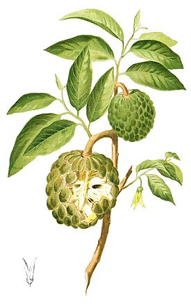   (275px-Annona_squamosa_Blanco1.19, 23792 , : 488 )