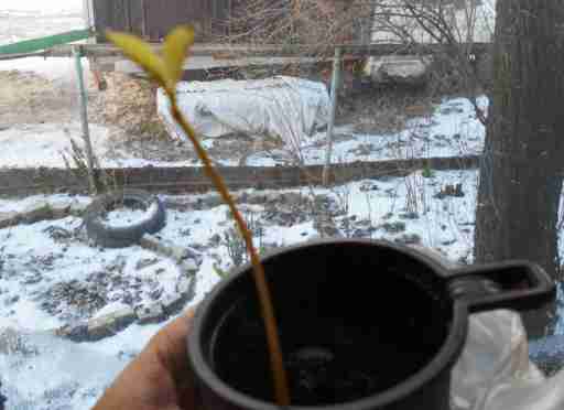   (DSCN1068.JPG, 277787 , : 553 )