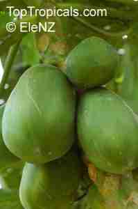   (Carica_papaya945_8el.jpg, 30455 , : 578 )