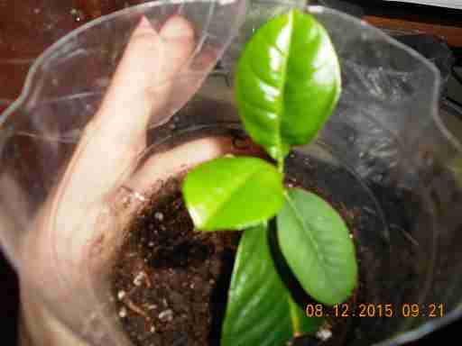   (DSCN1162.JPG, 217452 , : 546 )