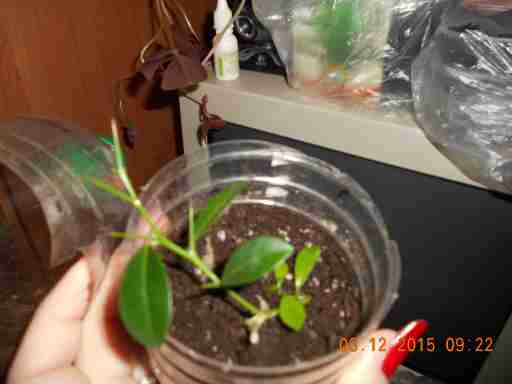   (DSCN1163.JPG, 226883 , : 554 )