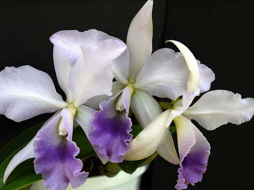   (cattleya-gaskelliana-coerulea-ai, 18690 , : 489 )