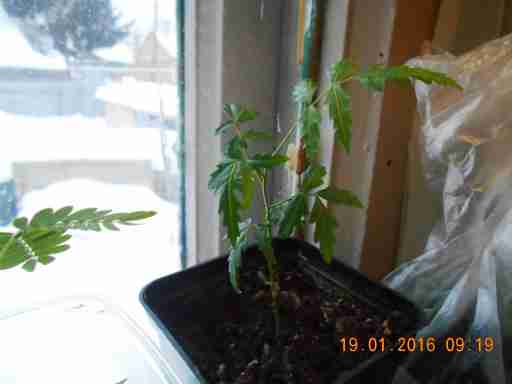   (DSCN1310.JPG, 253431 , : 558 )