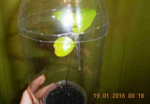   (DSCN1306.JPG, 194892 , : 562 )