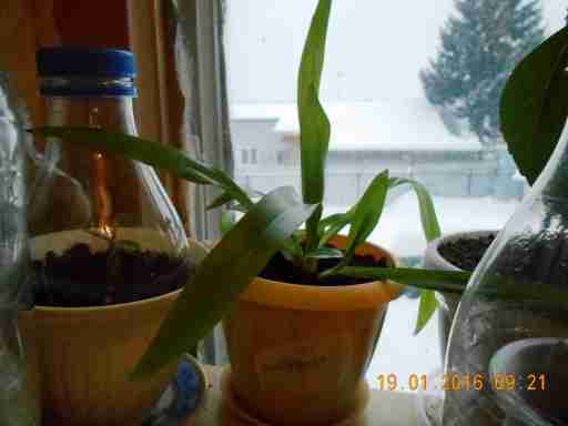   (DSCN1314.JPG, 231330 , : 550 )