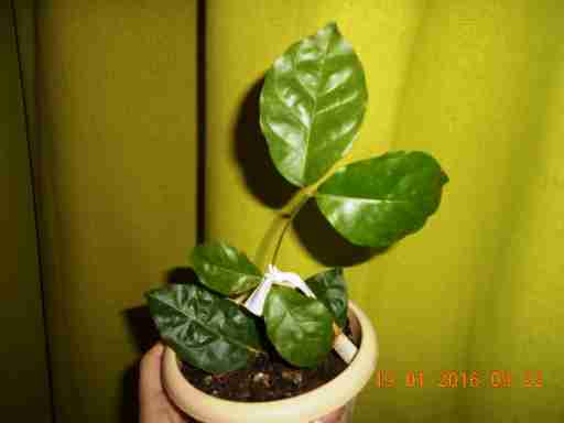   (DSCN1317.JPG, 215034 , : 545 )