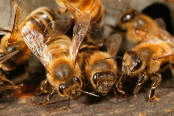   (Abeilles-Vie-Ruche21.jpg, 139381 , : 627 )