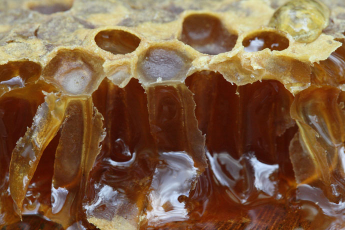   (Miel-Abeilles17.jpg, 116181 , : 607 )