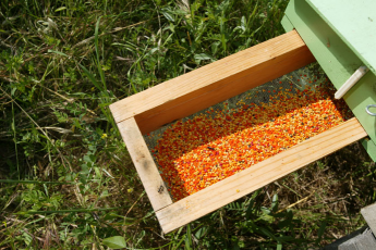   (Abeilles-pollen-propolis20.jpg, 175963 , : 696 )
