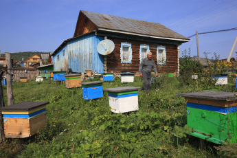   (Abeilles-Russie-Bashkir41.jpg, 145276 , : 694 )