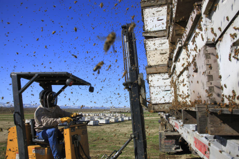   (Abeilles-USA-Migration46.jpg, 153195 , : 617 )