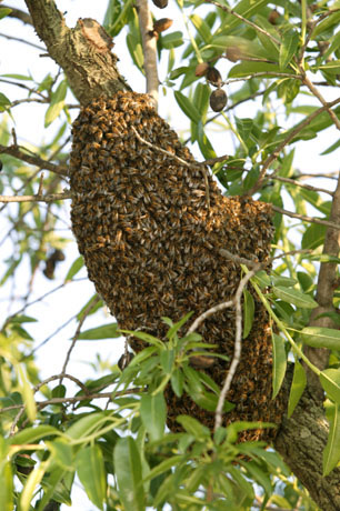   (Essaim-Abeilles06.jpg, 105420 , : 613 )