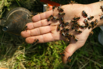   (Abeilles-Vie-Ruche28.jpg, 115073 , : 619 )