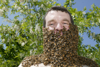   (Apiculture-Ruche-abeilles06.jpg, 160506 , : 624 )