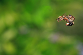   (Reine-Abeilles06.jpg, 52798 , : 636 )