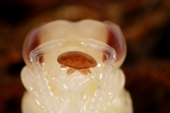   (Abeilles-Predateurs13.jpg, 62318 , : 646 )