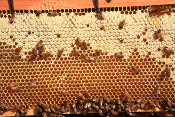   (Miel-Abeilles21.jpg, 204316 , : 616 )
