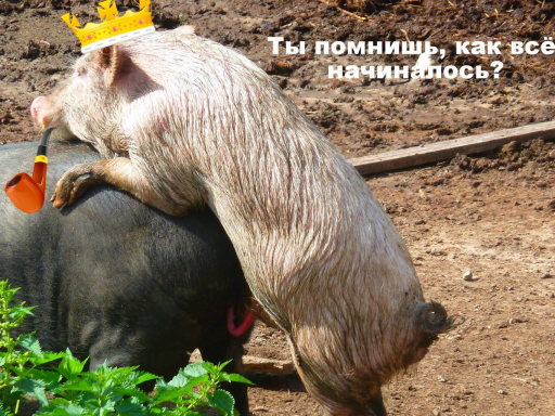   (%F, 312367 , : 625 )