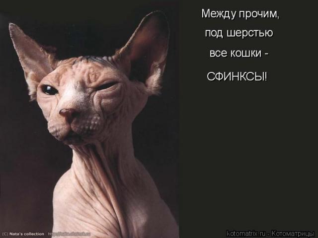   (addon.php.jpg, 25315 , : 536 )