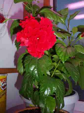   (53fe206a821d6_p1010544.JPG, 286942 , : 601 )