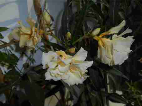   (53dba72248641_dscn1095.JPG, 23849 , : 620 )