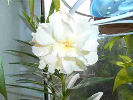   (8349449.DSCN0389.JPG, 25652 , : 620 )