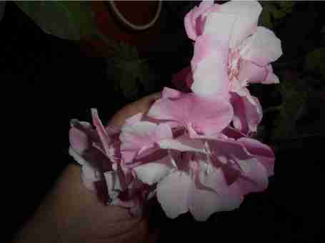   (54b17b02e8b09_dscn1332.JPG, 16956 , : 598 )