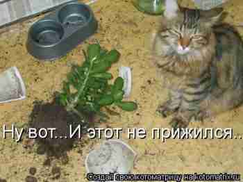   (kotomatrix_18.jpg, 78580 , : 527 )