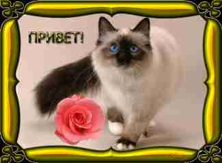   (3516741.gif, 2092317 , : 278 )