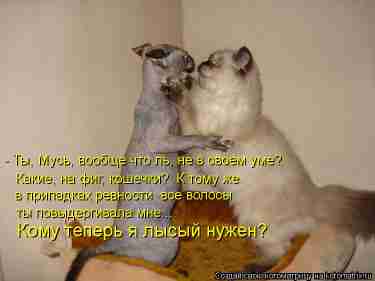   (kotomatritsa_K-.jpg, 59815 , : 173 )