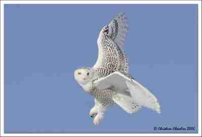   (41_owls.jpg, 148729 , : 124 )