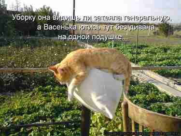   (1378715053_novye-kotomatricy-26., 136838 , : 148 )