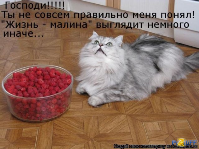   (1307122041_kotomatrix_26.jpg, 61154 , : 142 )