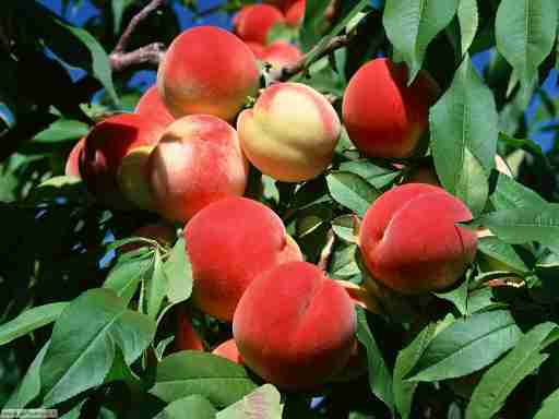   (frutta_verdura_054.jpg, 155277 , : 130 )
