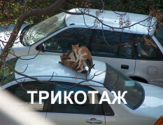   (3121534.JPG, 77813 , : 782 )
